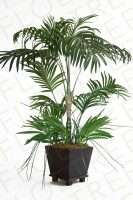 Areca palm artificial