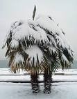 Seminte palmier rhapidophyllum hystrix(5seminte)