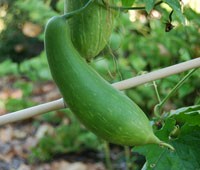 Luffa cylindrica 12 seminte /pachet