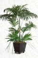 Areca palm artificial